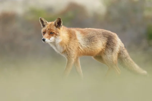 Красный лис в природе — стоковое фото