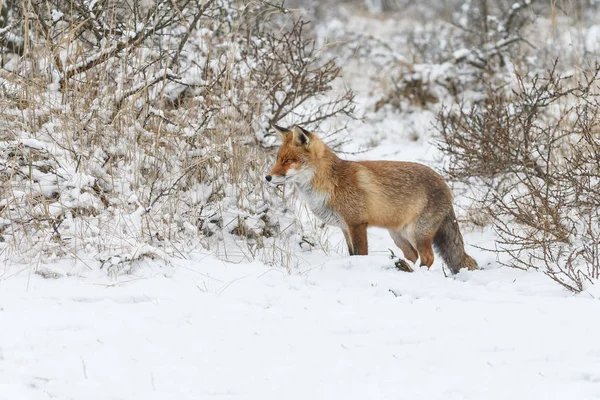 Raposa vermelha em uma paisagem de inverno . — Fotografia de Stock