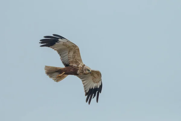 Bruine Kiekendief tijdens de vlucht — Stockfoto