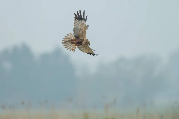 Bruine Kiekendief tijdens de vlucht — Stockfoto