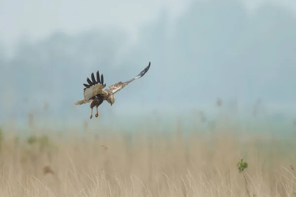 Marsh Harrier em voo — Fotografia de Stock