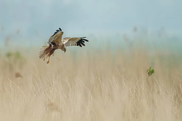 Bruine Kiekendief tijdens de vlucht — Stockfoto