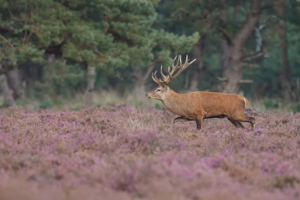 Veado raso durante a época de rutting — Fotografia de Stock