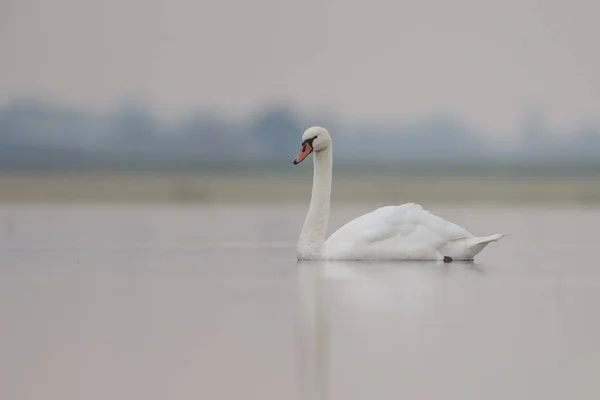 White Swan i morgon solljus — Stockfoto