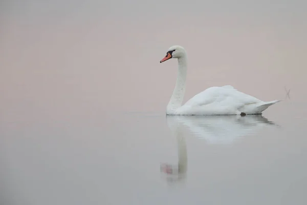 Cisne blanco a la luz del sol de la mañana — Foto de Stock