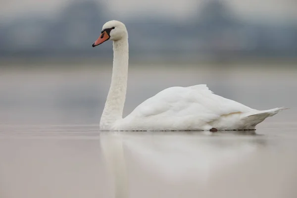 Bílá labuť v ranní slunce — Stock fotografie