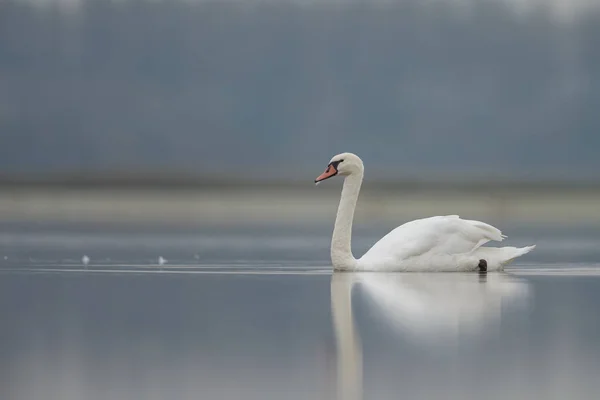 Cigno bianco alla luce del sole del mattino — Foto Stock