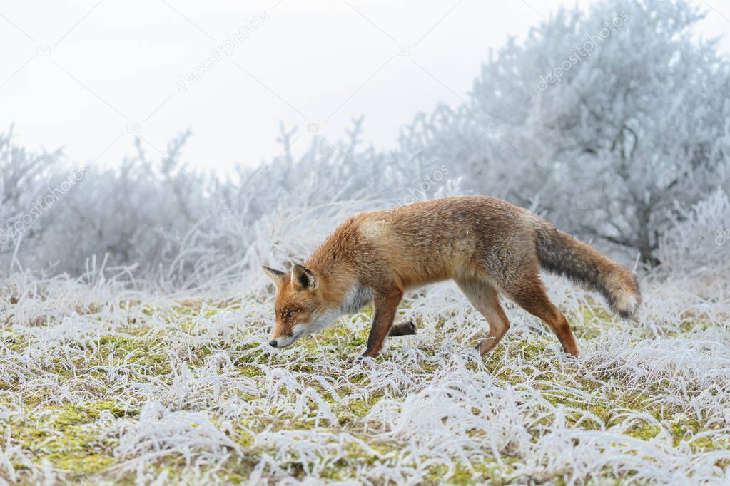 Red fox in a winter landscape.