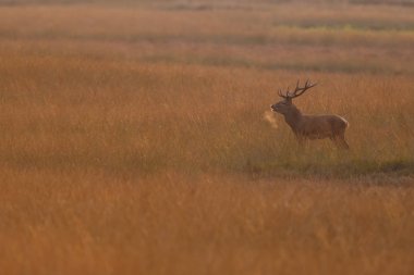 Kızıl geyik ayakta güneşli bir gün son ışığında 