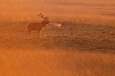 Kızıl geyik ayakta güneşli bir gün son ışığında 
