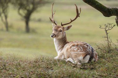Alageyik azgın sezonunda