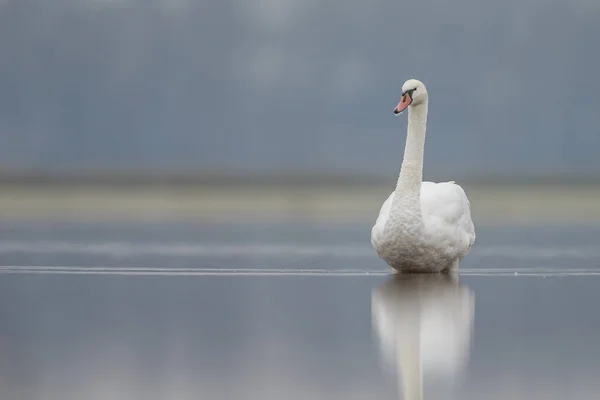 Weißer Schwan im Morgensonnenlicht — Stockfoto