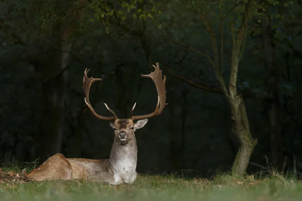 Fallow deer at night