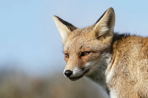 Rode vos in de natuur — Stockfoto