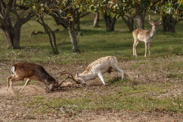 Lotta contro i daini durante la stagione di riposo — Foto Stock