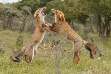 Kırmızı tilki Juvenil mücadele