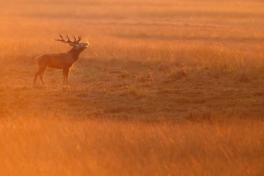 Alageyik azgın sezonunda