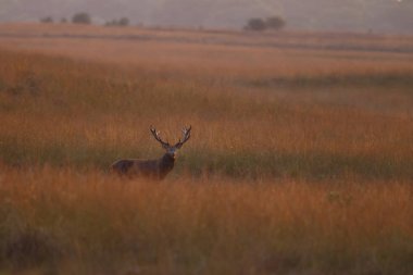 Alageyik azgın sezonunda