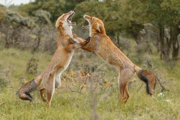 Kırmızı tilki Juvenil mücadele