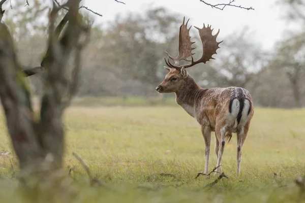 Veado raso durante a época de rutting — Fotografia de Stock