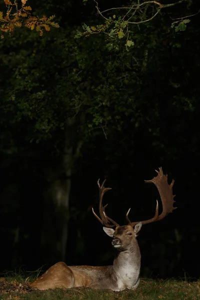 Fallow deer at night