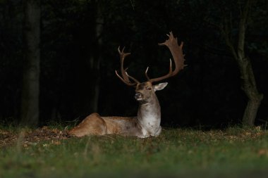 Alageyik azgın sezonunda