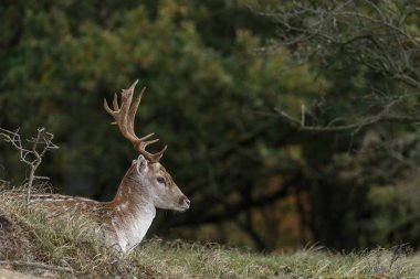 Alageyik azgın sezonunda