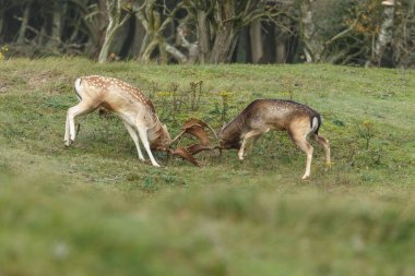 Alageyik azgın sezonunda mücadele
