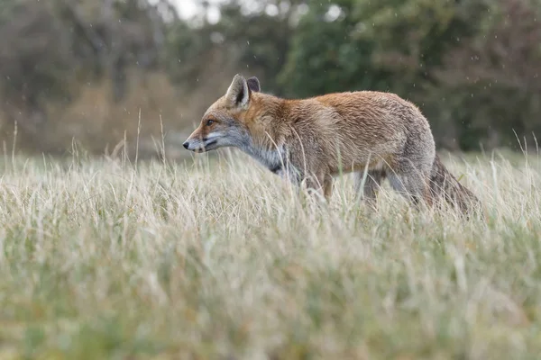 Κόκκινη αλεπού στη φύση — Φωτογραφία Αρχείου