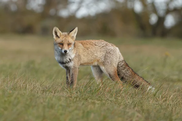 Rödräv i naturen — Stockfoto