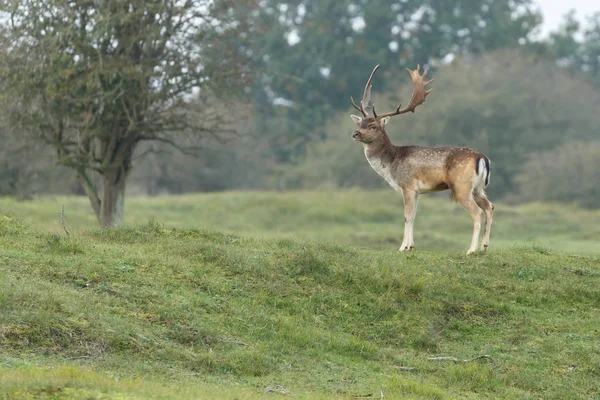 Cervo durante la stagione di riposo — Foto Stock