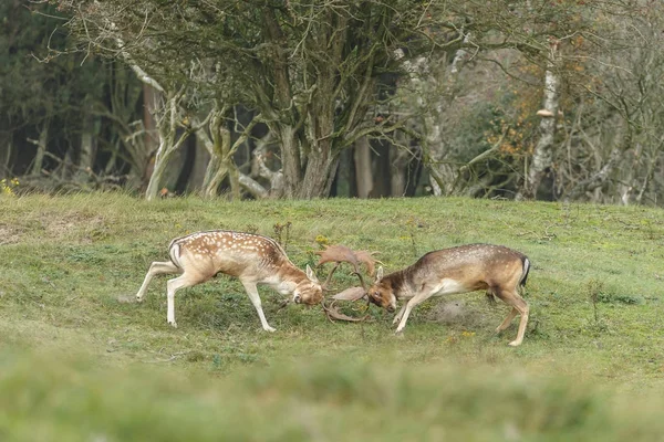 Fallow cervo luta durante a época de rutting — Fotografia de Stock