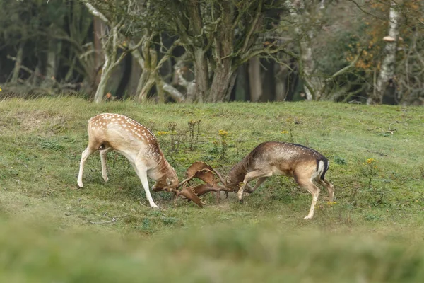 휴 경지 사슴 rutting 시즌 동안 싸움 — 스톡 사진