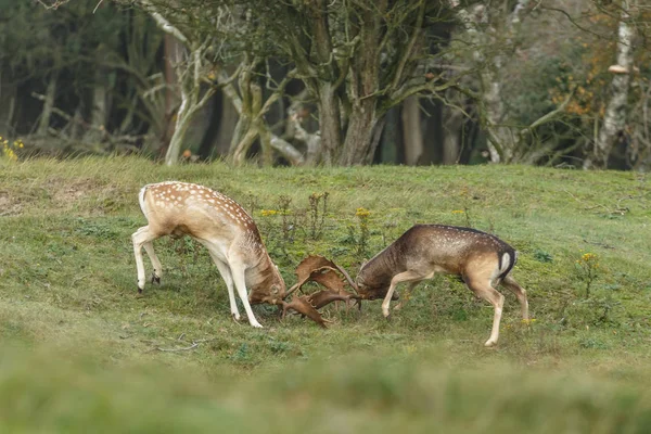 휴 경지 사슴 rutting 시즌 동안 싸움 — 스톡 사진