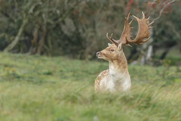 Veado raso durante a época de rutting — Fotografia de Stock