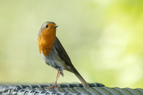 Robin på en gren — Stockfoto