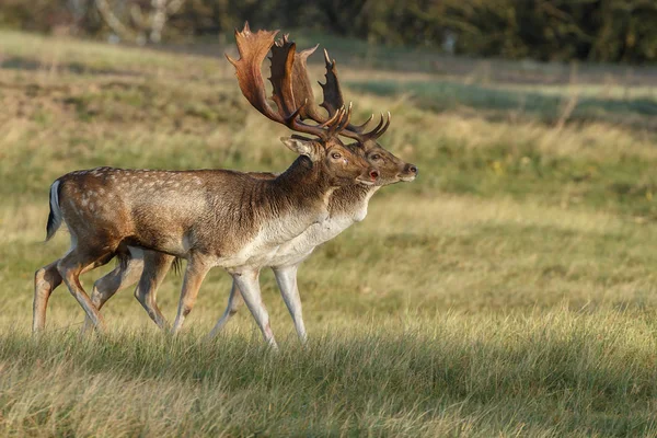 Veado raso durante a época de rutting — Fotografia de Stock