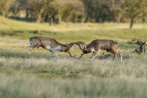 휴 경지 사슴 rutting 시즌 동안 싸움 — 스톡 사진