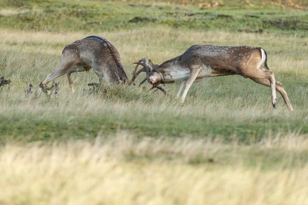 휴 경지 사슴 rutting 시즌 동안 싸움 — 스톡 사진