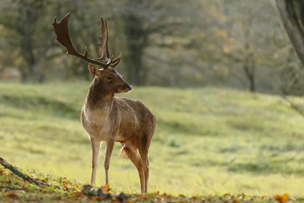 Veado raso durante a época de rutting — Fotografia de Stock