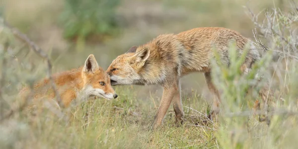 Рыжие лисицы — стоковое фото