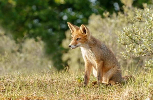 Rode vos in de natuur — Stockfoto