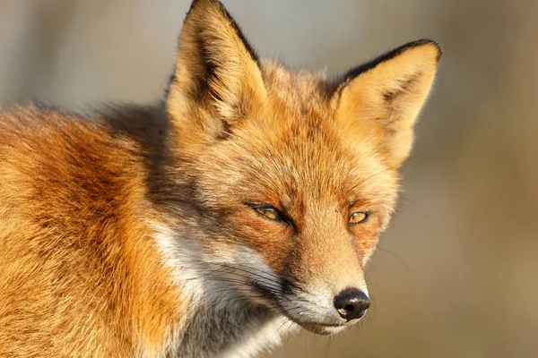 Red Fox Natuur Een Zonnige Herfstdag — Stockfoto