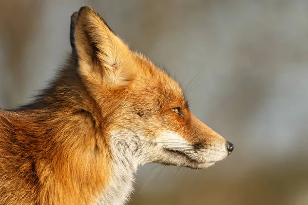 Fox snuit op platteland — Stockfoto
