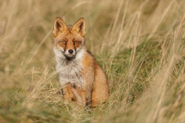 Kızıl Tilki güneşli bir sonbahar doğada