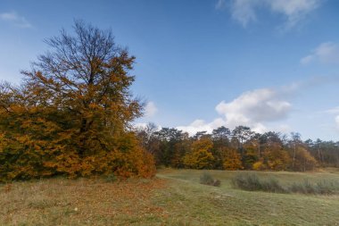 Bir ormandaki sonbahar renkleri