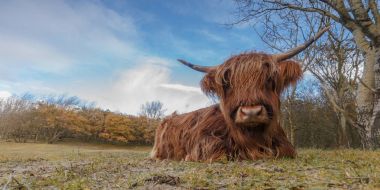 Highland Cow on nature clipart
