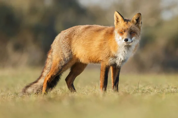 Red Fox Przyrodzie Słoneczny Dzień Jesień — Zdjęcie stockowe