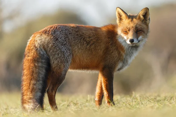 Red Fox Nature Sunny Autumn Day — Stock Photo, Image