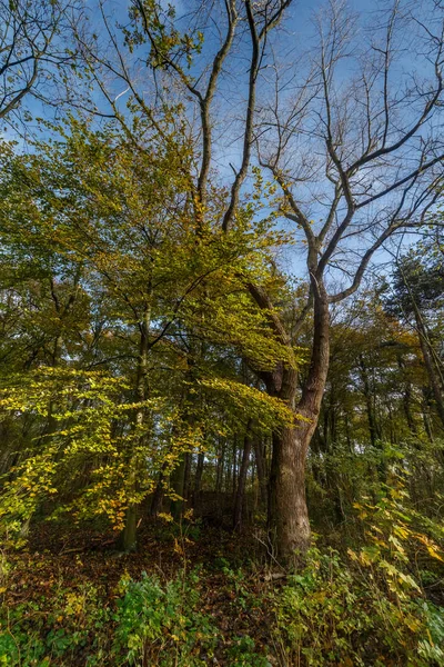 Herfstkleuren Een Forest — Stockfoto